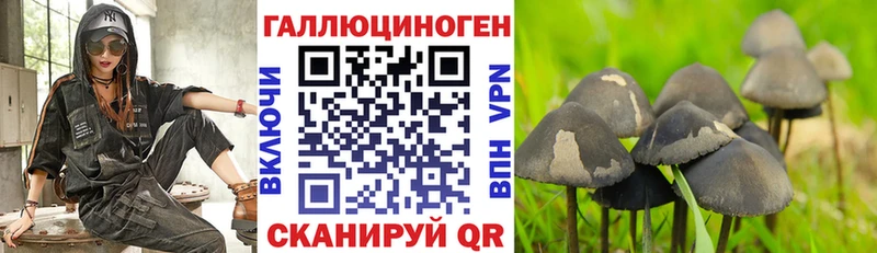 наркошоп Городец Галлюциногенные грибы Psilocybe